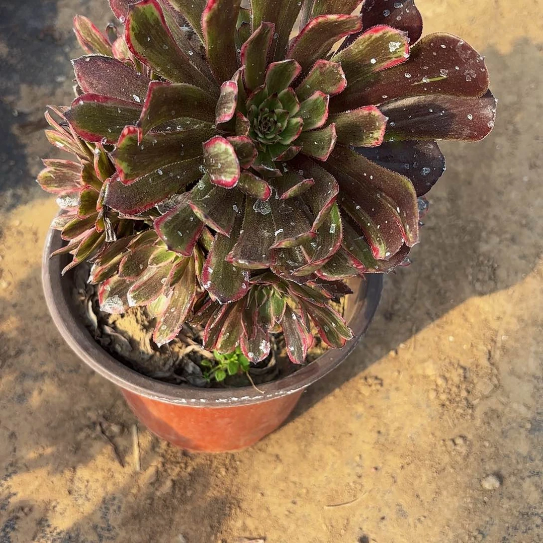 紫霞仙子9.9请棚福利