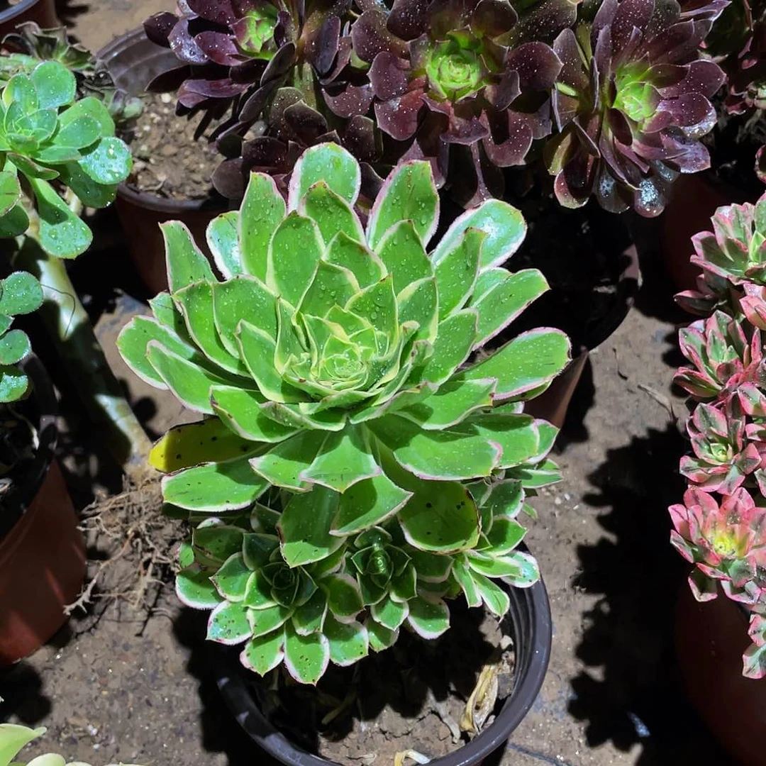 大叶绿玫瑰锦9.9多肉植物