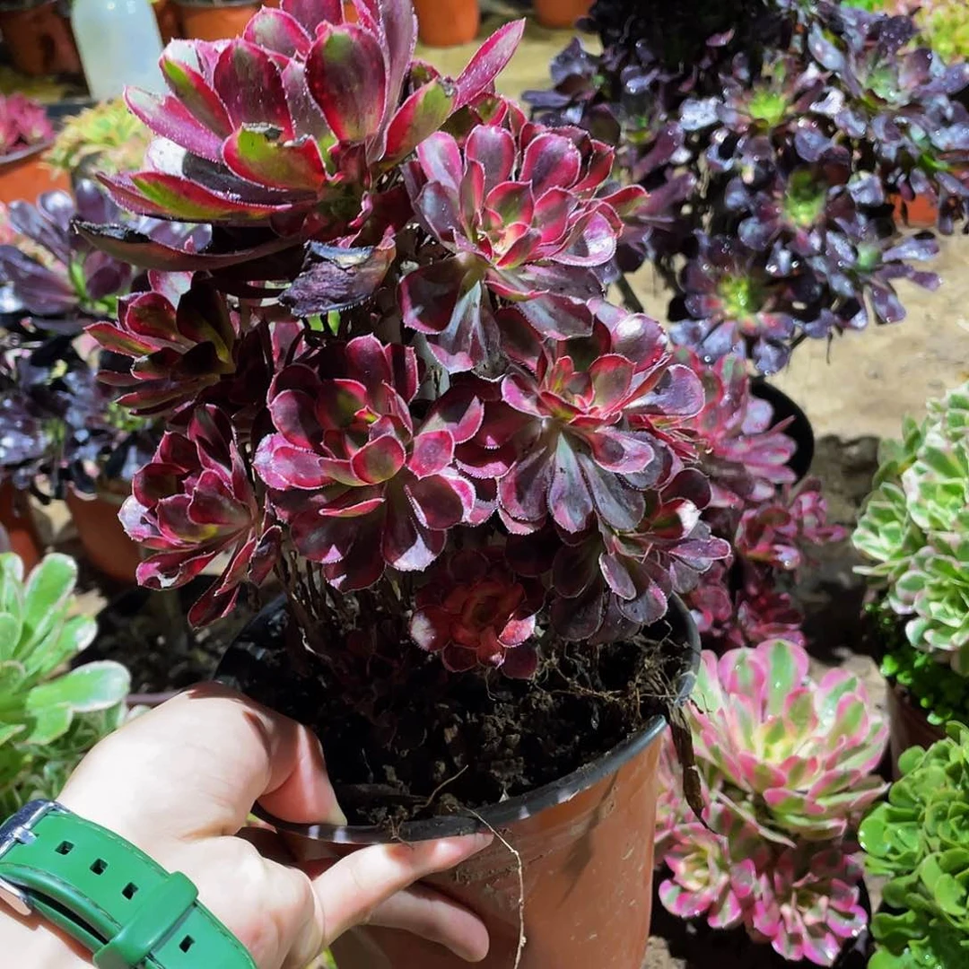 香奈儿田9.9多肉植物