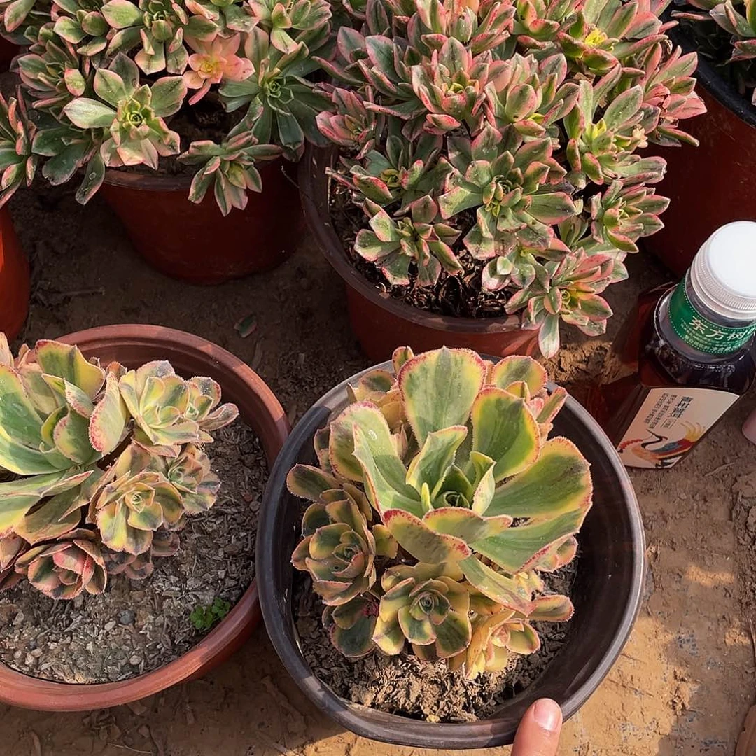 青花瓷9.9两颗 多肉植物