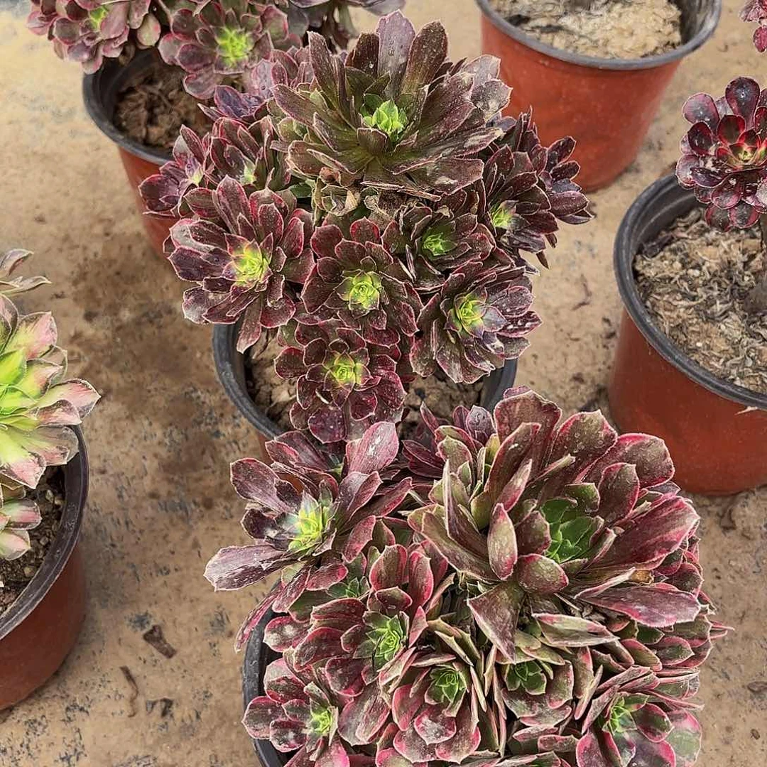 安娜9.9请棚福利