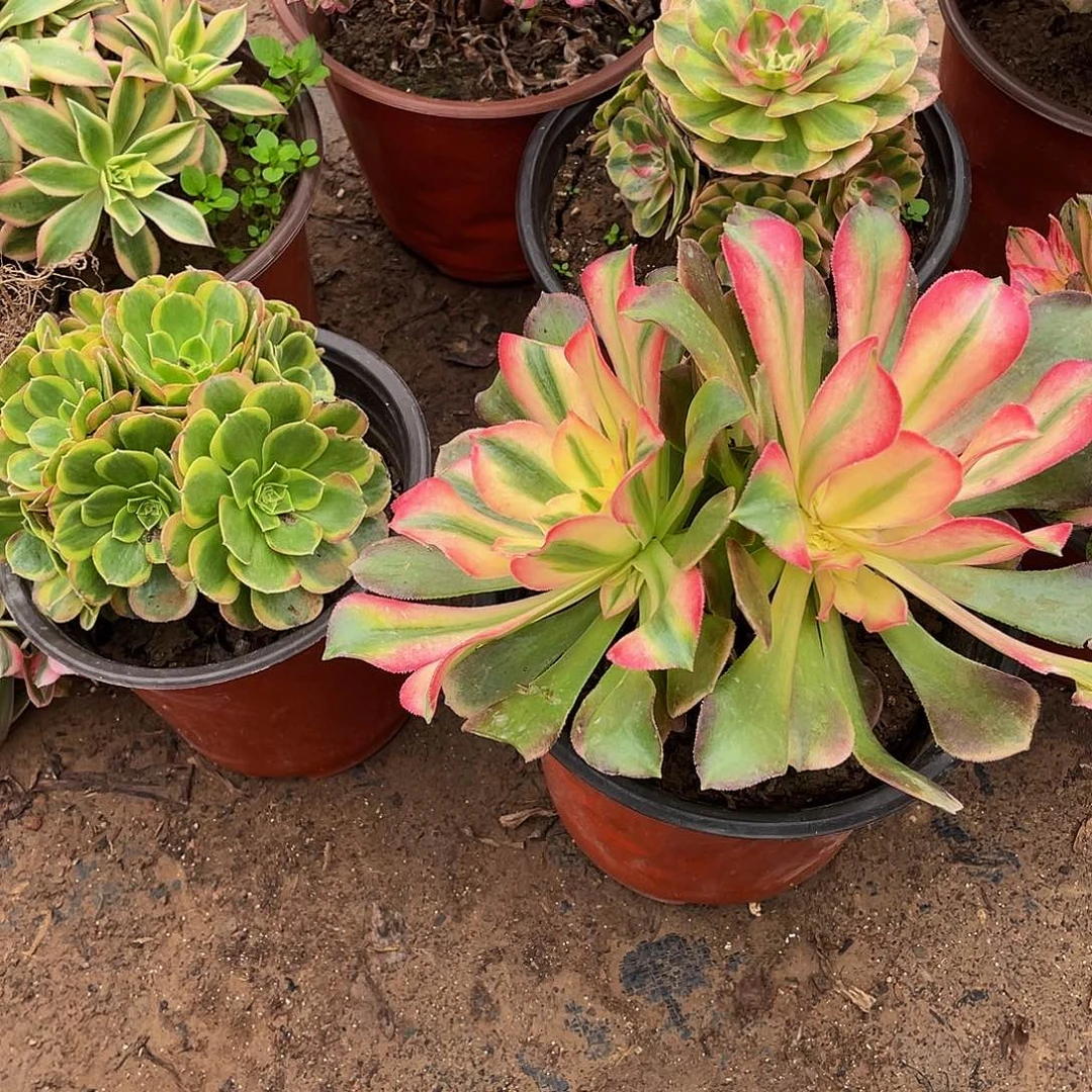 香妃福利9.9多肉植物