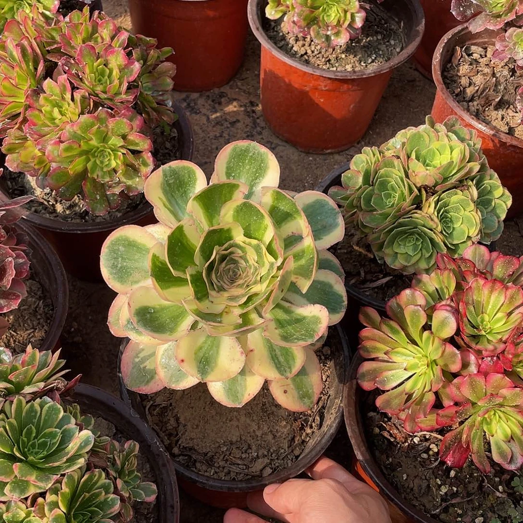 燕姿锦矮桩9.9多肉植物