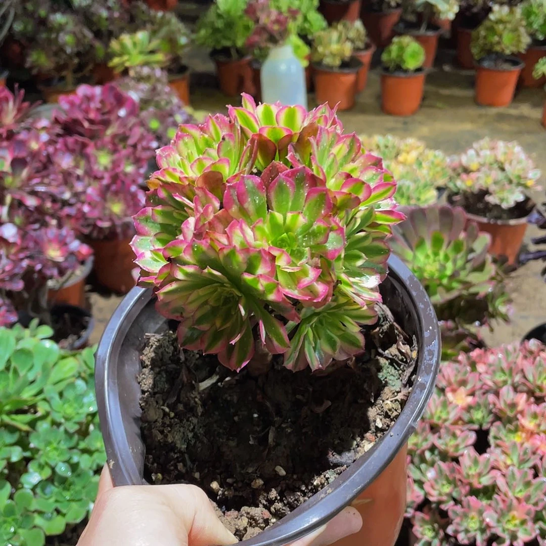 祝融绣球9.9多肉植物