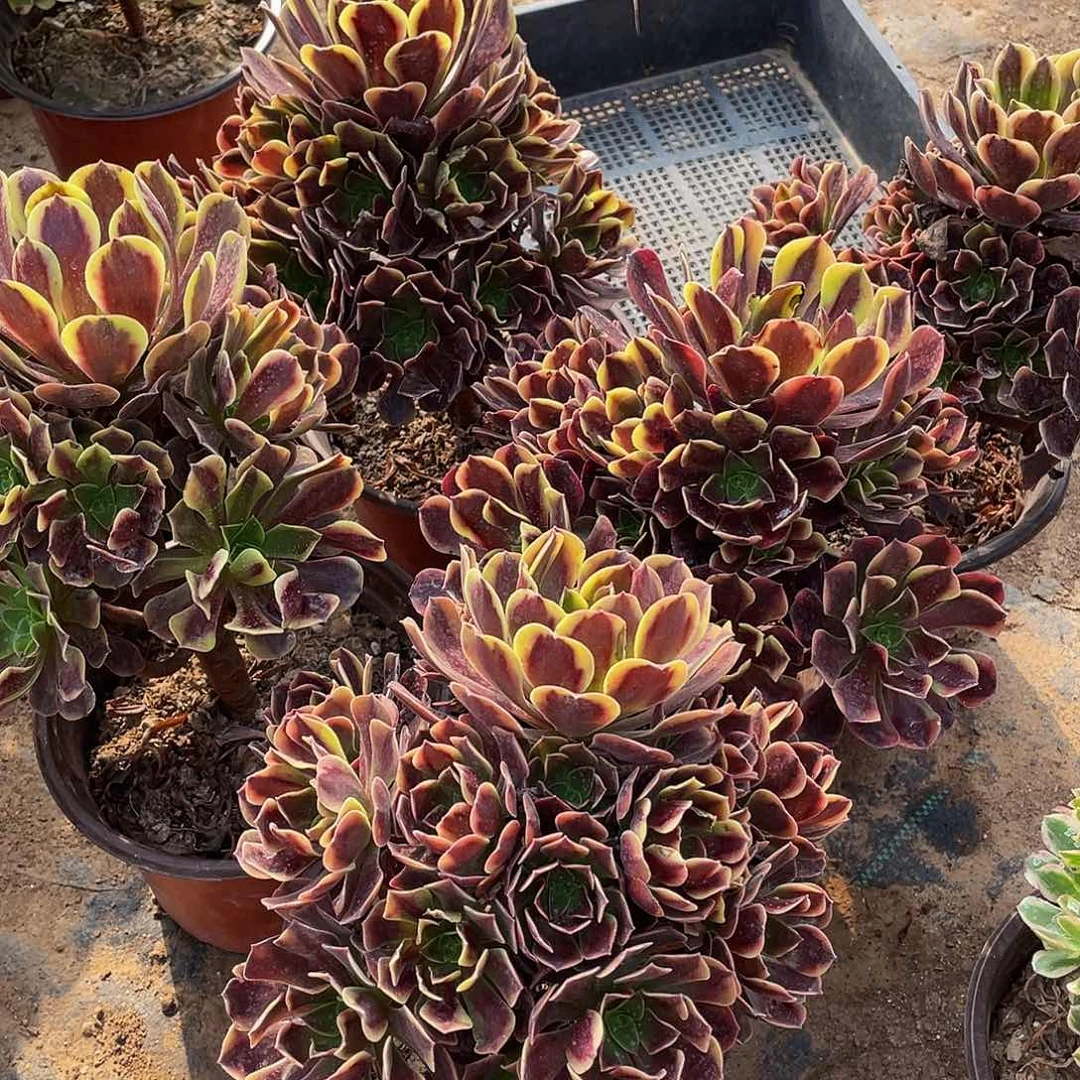 欧嘉莉福利12.8多肉植物