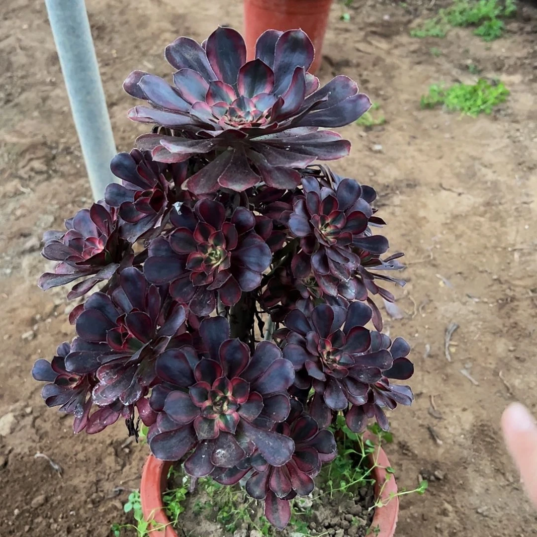 香奈儿大量拍29.9多肉植物