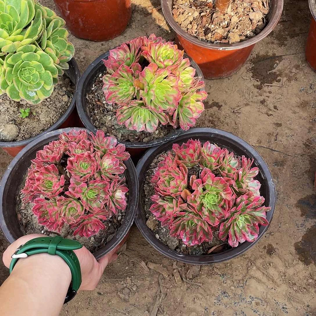 祝融绣球9.9多肉植物