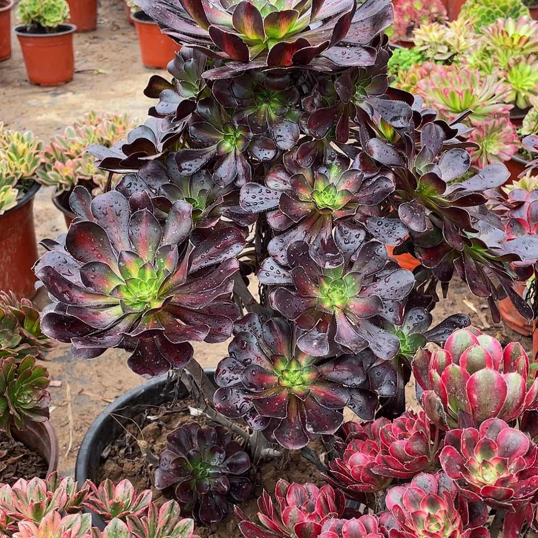 晚霞49.9多肉植物