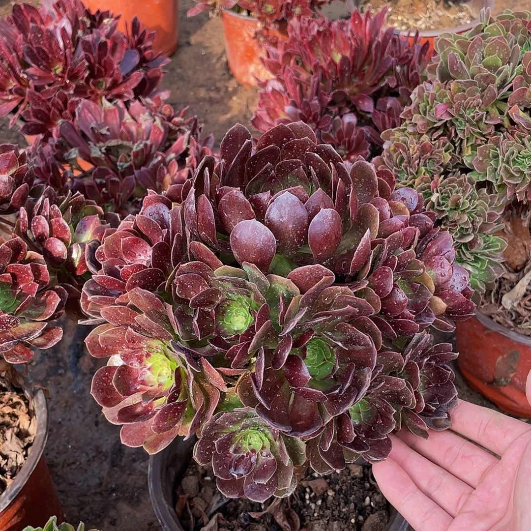 黑魔16.8多肉植物