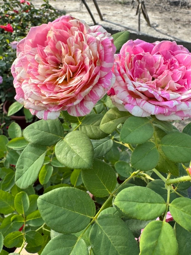 灌木条纹月季花苗鲜花莫奈大花玫瑰花盆栽四季开别墅花卉植物绿植