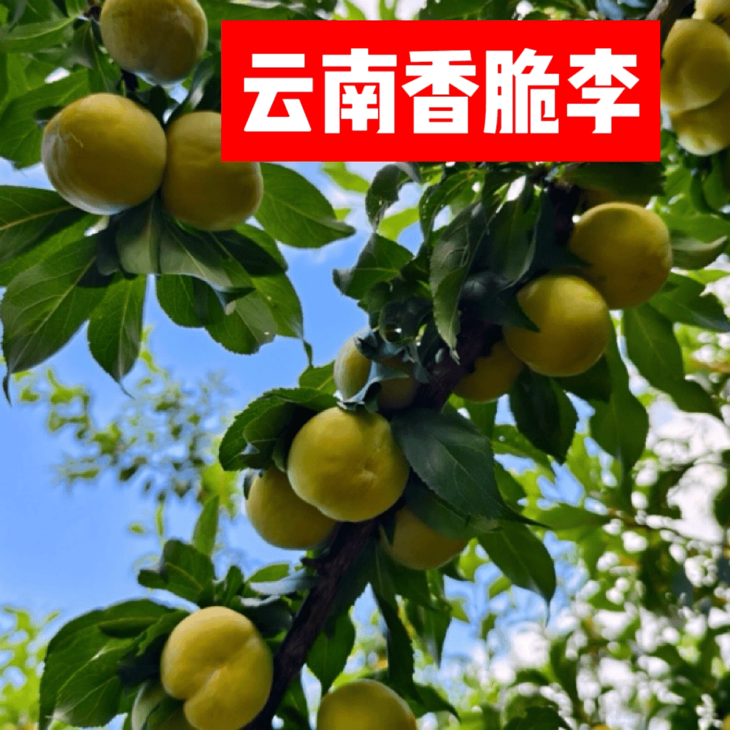 好吃不腻的脆柿