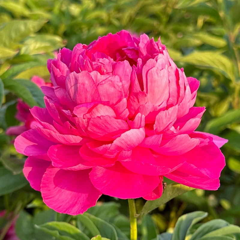 大富贵正宗菏泽芍药花苗大花重瓣地栽盆栽切花用观赏进口芍药苗