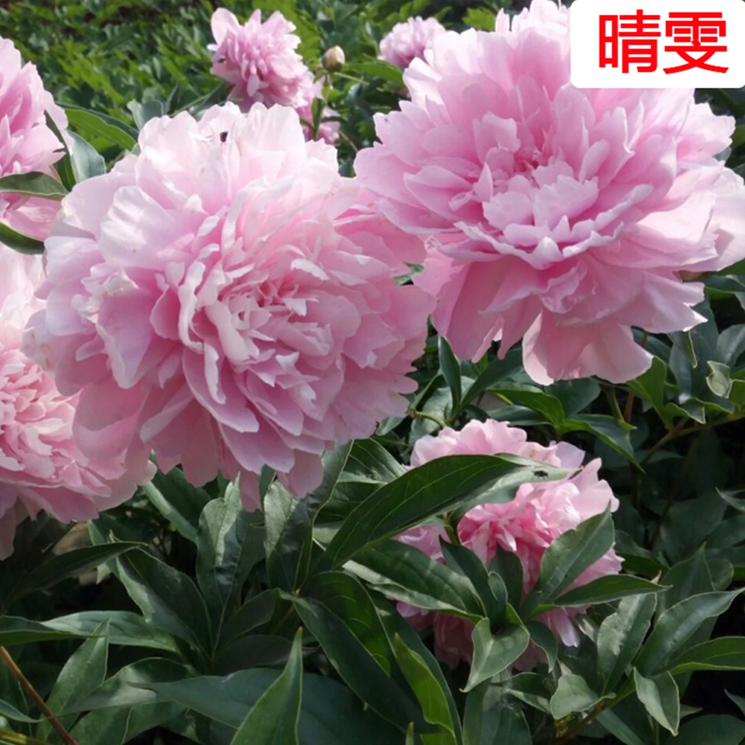 晴雯正宗菏泽芍药花苗大花重瓣地栽盆栽切花用观赏进口芍药苗