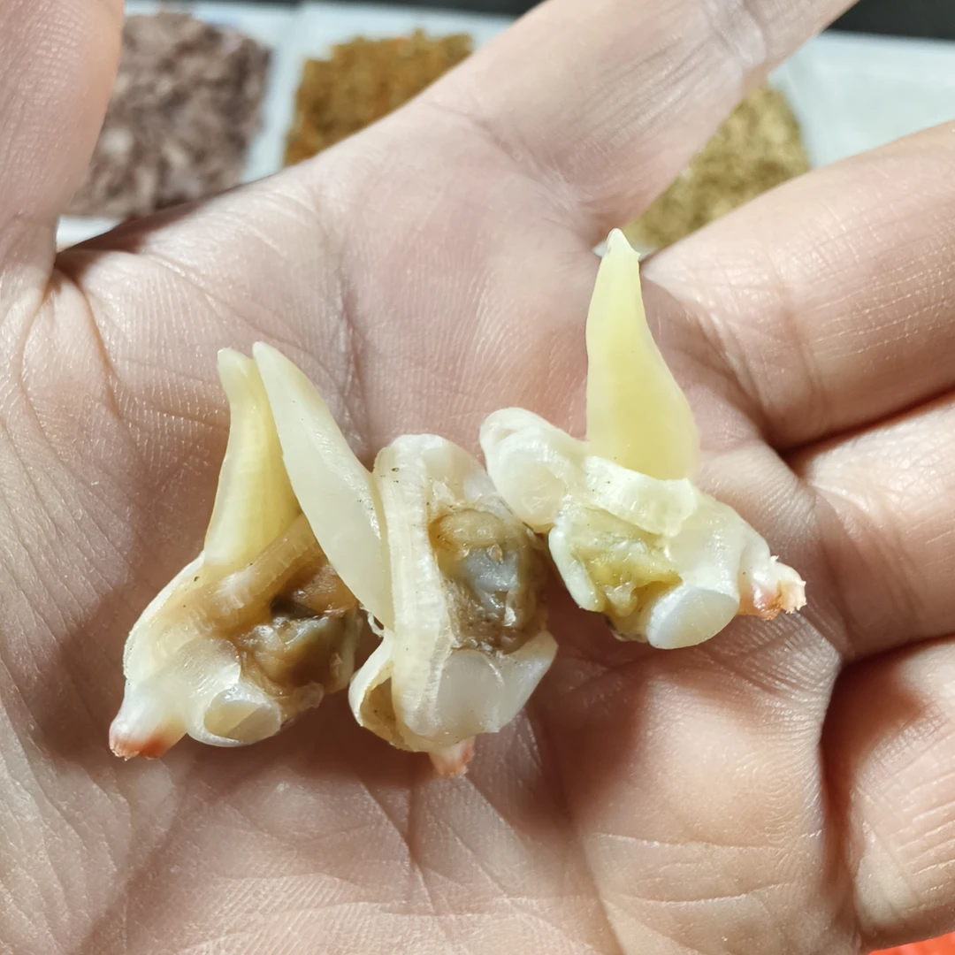 丹东特产黄蚬子无沙去内脏蛤蜊肉干散装称重