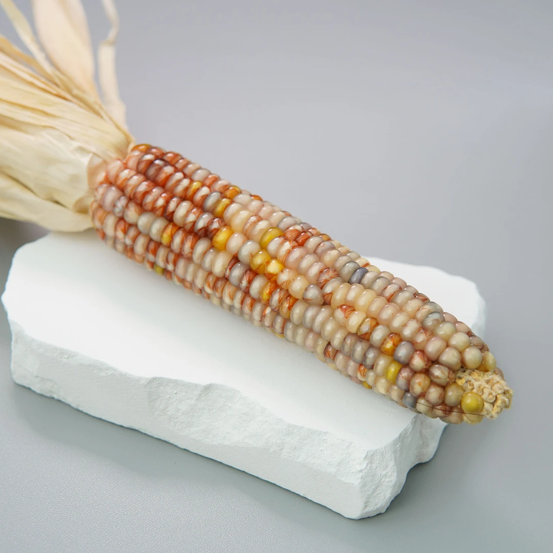 宝血文玩玉米黄色毛料DIY 可盘玉米毛料