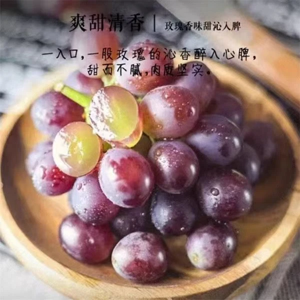 昌黎葡萄沟现摘青提葡萄 现摘现发