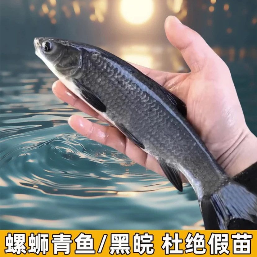 正宗冰螺丝青鱼又称黑皖鱼淡水养殖青鱼渔场批发螺蛳青鱼
