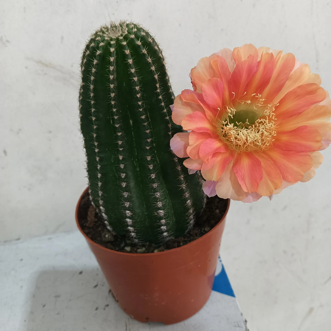 开花仙人球一物一拍