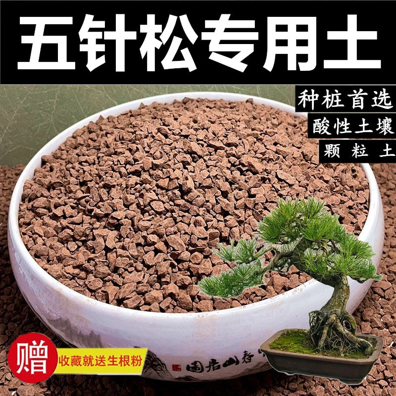 五针松专用土天然风化土弱酸性盆景土混合颗粒营养土适合种桩使用