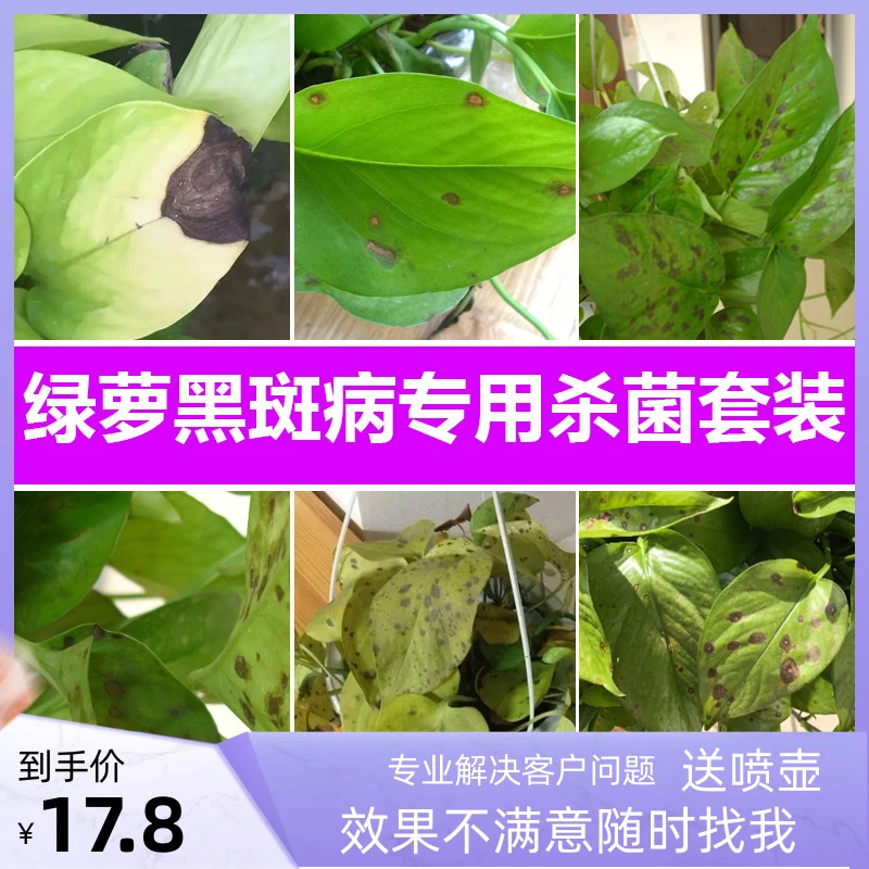 绿萝黑斑病杀菌剂套装黑点黄叶专用送喷壶花卉盆栽烟煤病花药农药