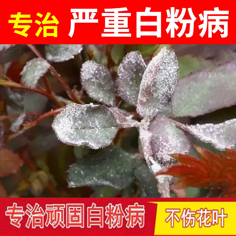 植物月季白粉病黑斑病多肉草莓绣球蔷薇玫瑰花花卉专用药杀菌剂