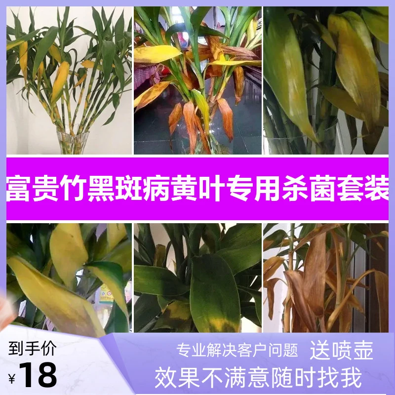 富贵竹黑斑病专用杀菌剂套装花药水培植物盆栽花卉黄叶黑点除菌剂