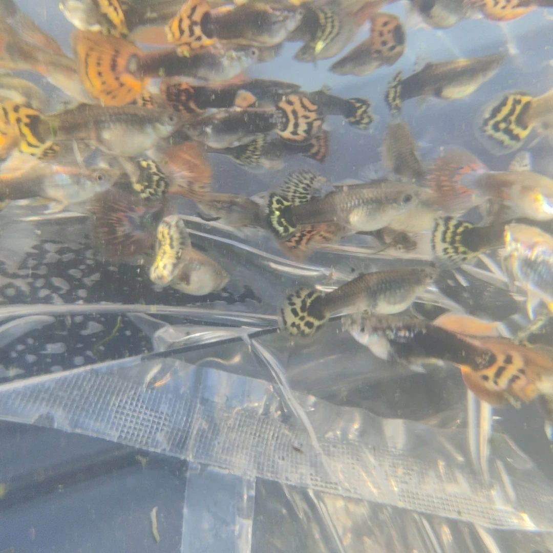 精品龙鳞七彩蕾丝孔雀鱼3对6条