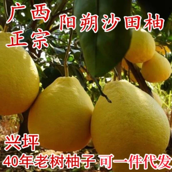 广西正宗阳朔沙田柚 大果纯甜无酸 桂林兴坪40年老树白色果肉柚子