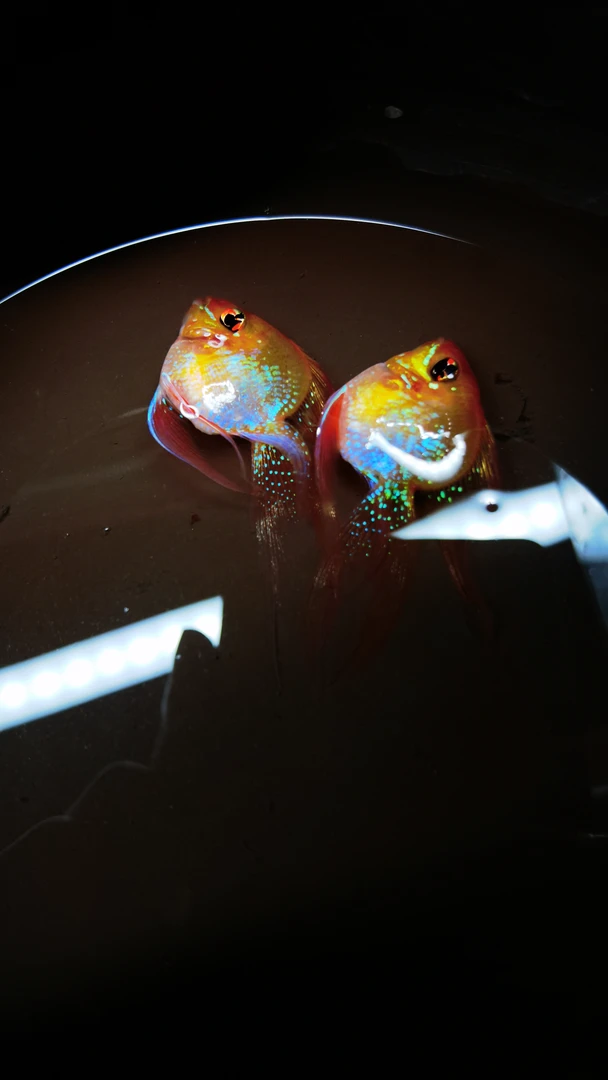 桃心长尾金波子种鱼一对价格