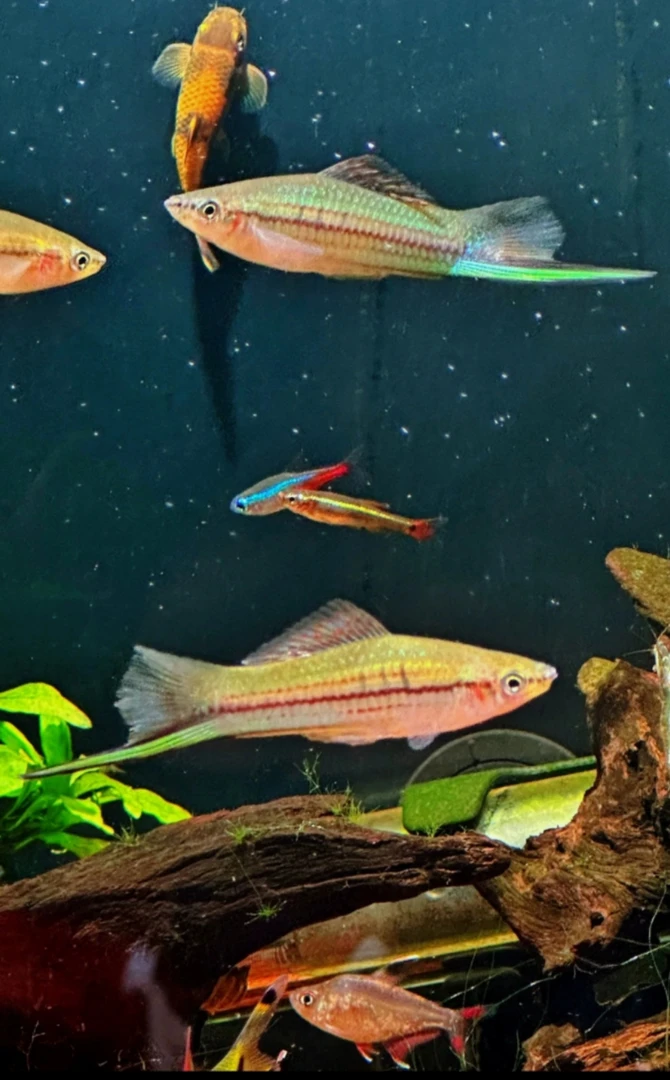 原生青剑鱼冷水剑尾鱼广东南方蓝剑鱼红剑始祖淡水观赏鱼活体小鱼