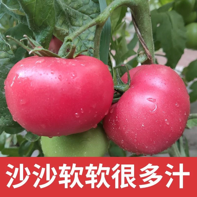 沙瓤西红柿甘肃粉果大番茄现摘自然熟沙瓢新鲜口感生吃酸酸甜甜