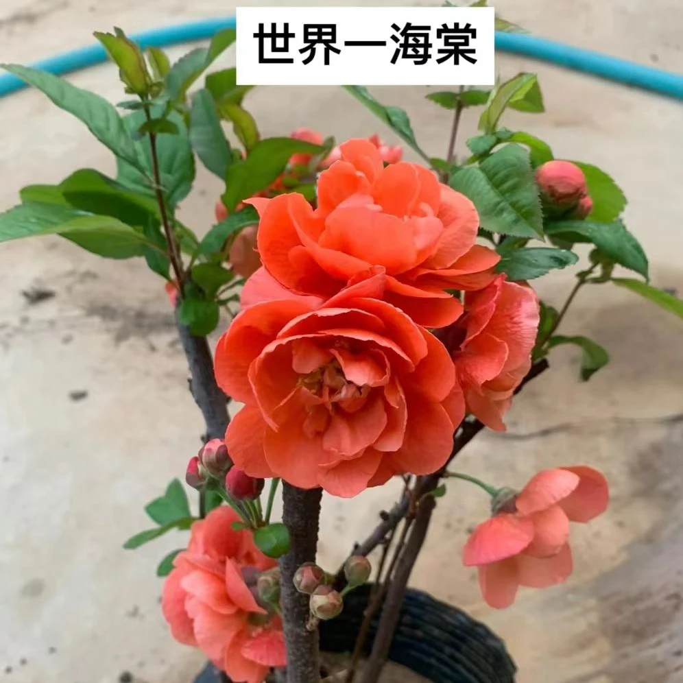 原生世界一海棠花 植物花卉庭院阳台种植丛林 重瓣海棠花橘红色