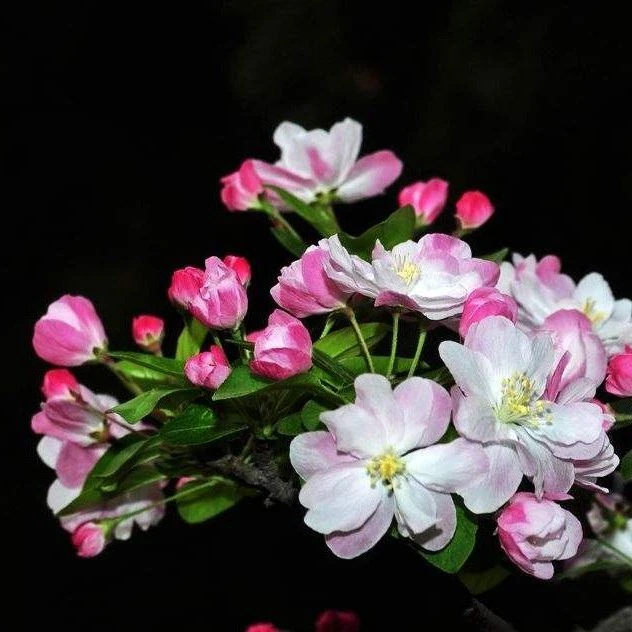 老北京西府海棠开花漂亮 南北方种植 耐寒花卉 阳台庭院种