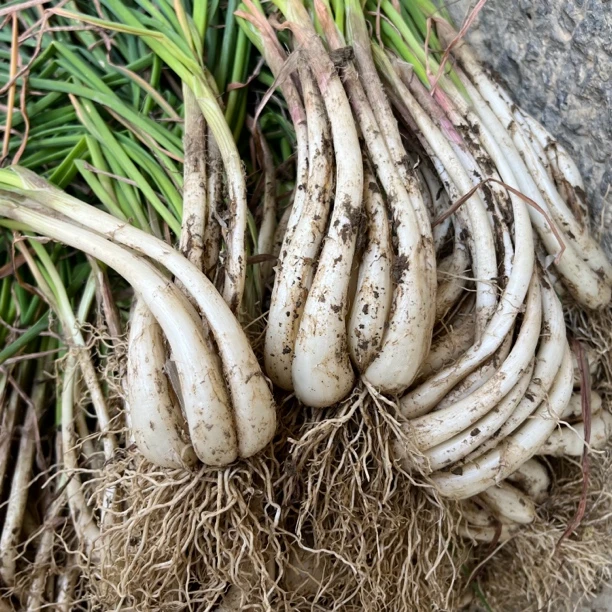 农家自种藠头葱头