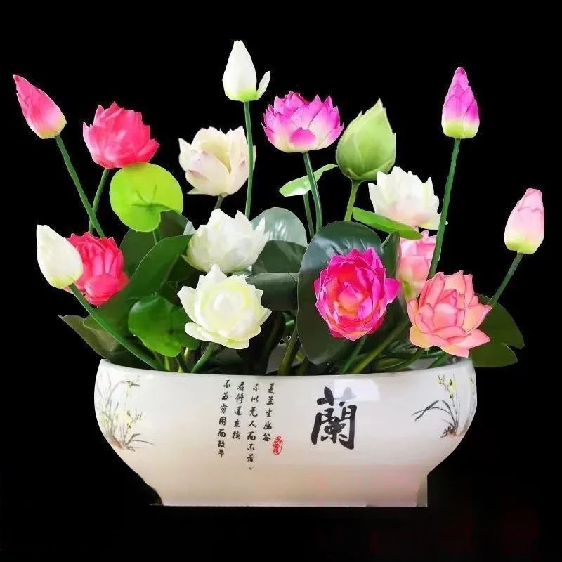 碗莲种水培水养绿植睡莲荷花无土盆栽花卉