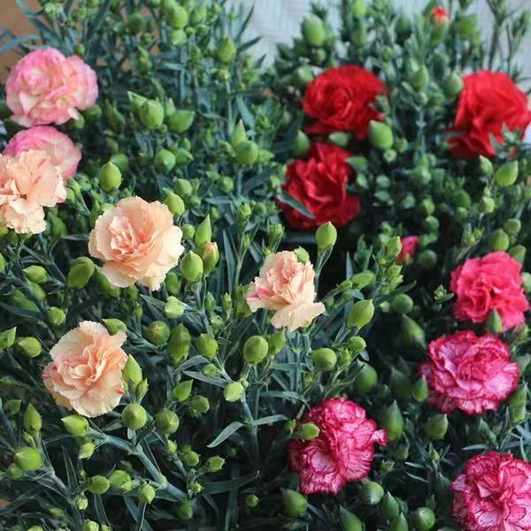 康乃馨花种子四季花卉观花植物室内阳台盆栽庭院花籽易种种子大