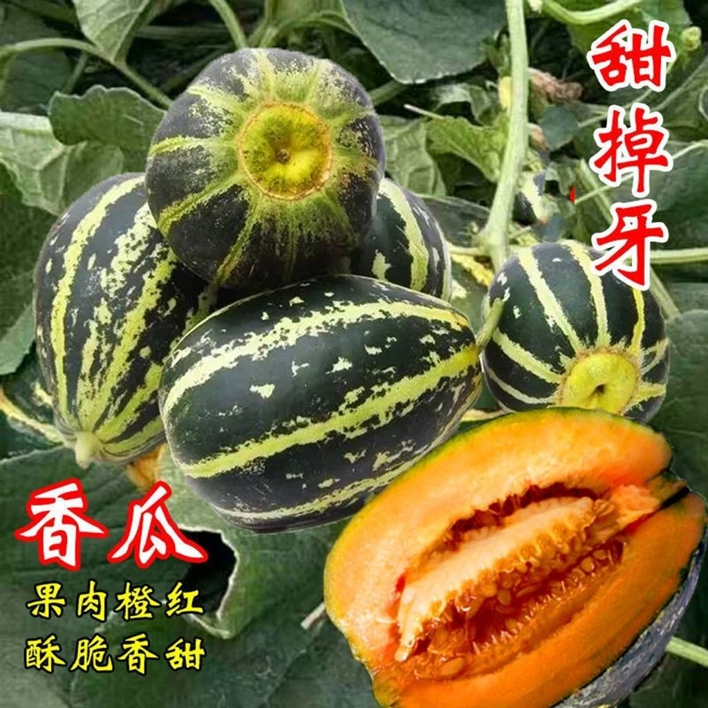 甜掉牙甜瓜种子薄皮甜花皮香瓜籽四季水果种子冰糖子春夏秋冬