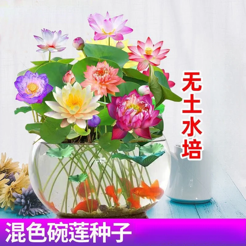 碗莲种遇水培水养绿植睡莲荷花无土盆栽花卉