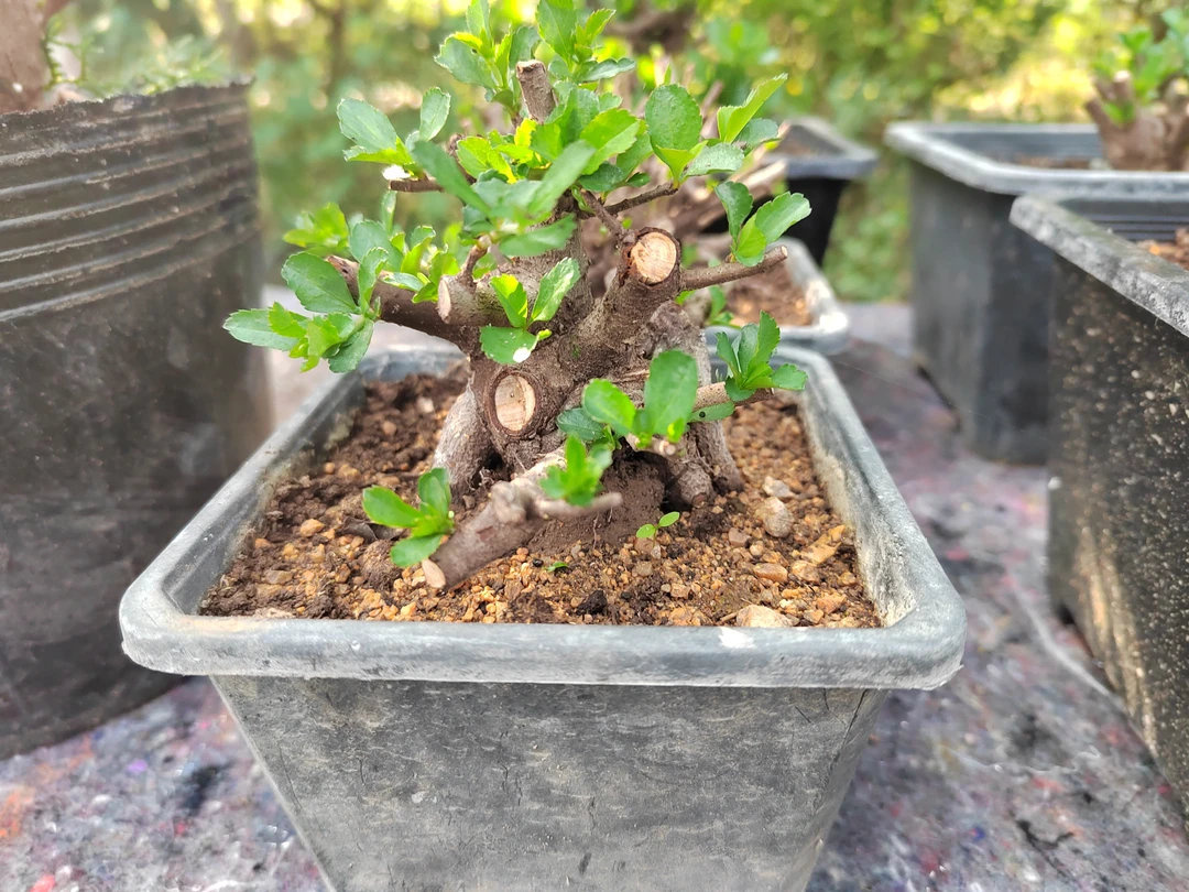 长寿梅红花一号链接