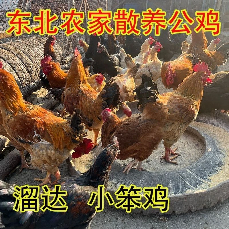 农家笨公鸡5-6斤一只