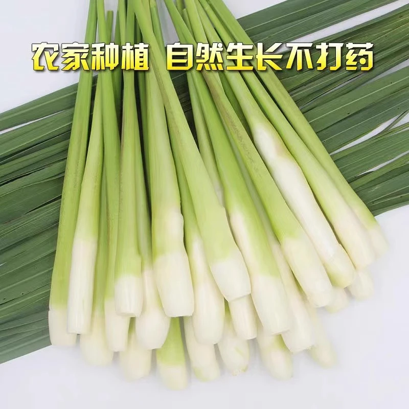【现摘现发】湖北新鲜高山茭白当季农家蔬菜茭瓜农家自种 可开发票