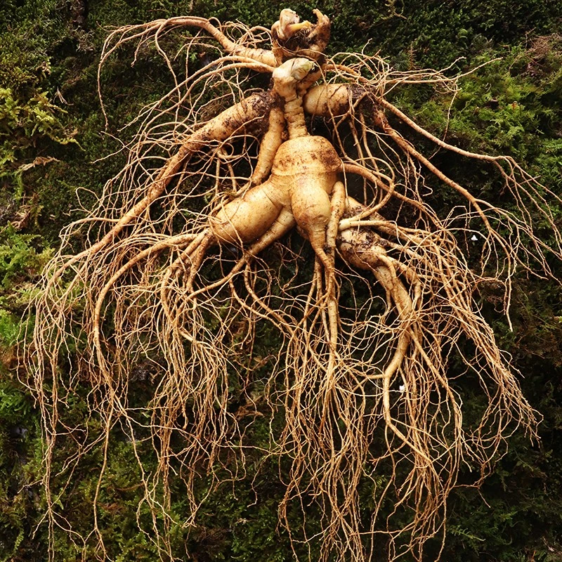 长白山稀有特大山参人参新鲜林下鲜人参【直播改价链接】