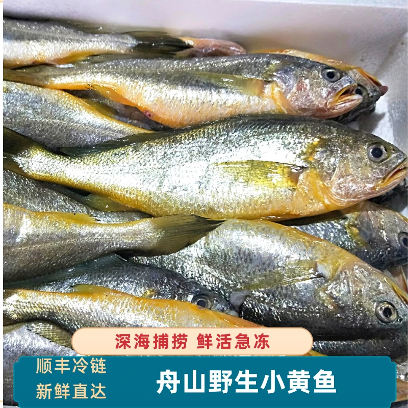 小黄鱼新鲜舟山特产纯野生黄花鱼深海捕捞鲜活冷冻3斤装6-7条/斤