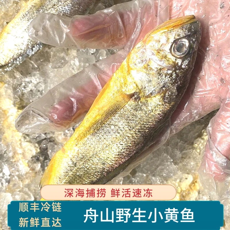 舟山小黄鱼深海捕捞海鱼新鲜黄花鱼产地直销鲜活冷冻3盒6-7条/盒