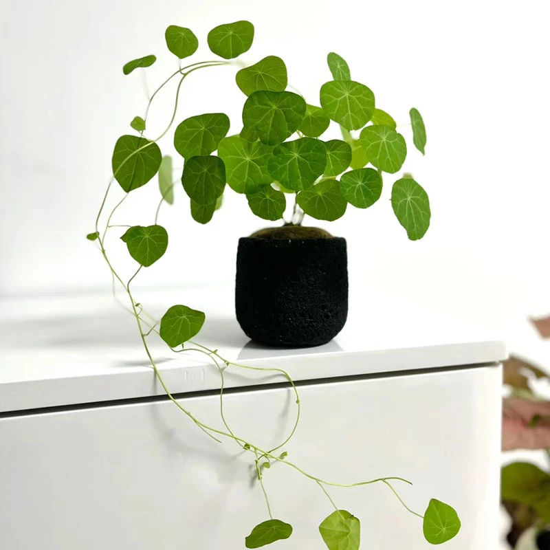 水培山乌龟爬藤植物金不换盆栽观叶带芽室内好养桌面四季绿植耐寒