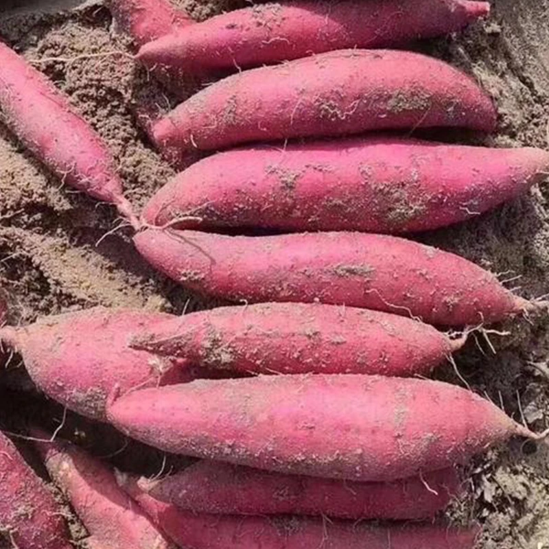 西瓜红蜜薯新鲜红薯农家自种红心地瓜净含量：2500克