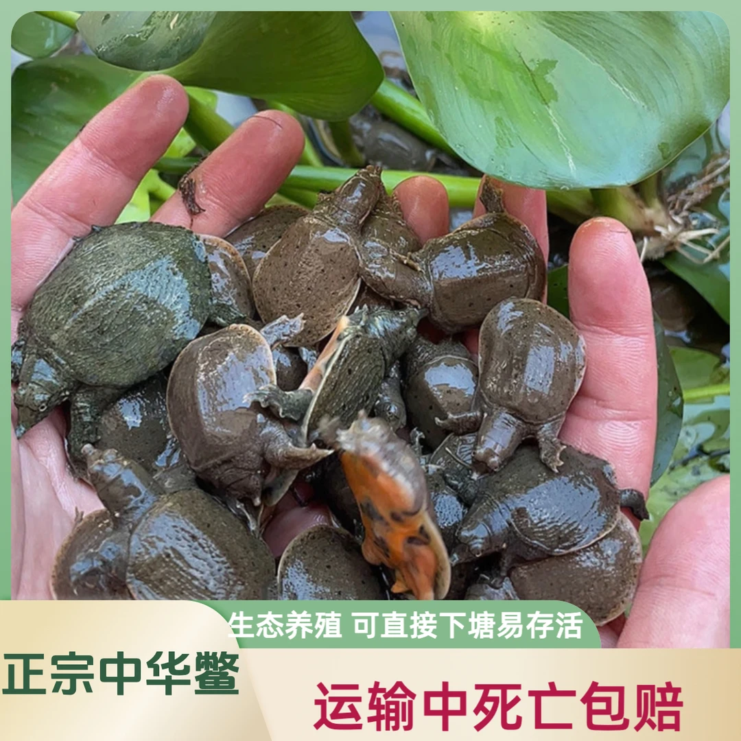 【送开口粮*精选甲鱼苗】每只2-5克江西精品生态甲鱼幼苗鳖苗小甲鱼