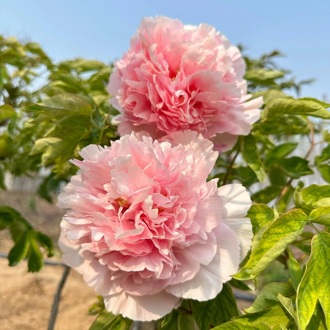 牡丹【美人粉】仙女粉特别美 花大如盘 18公分花朵 先发肥秋季发苗