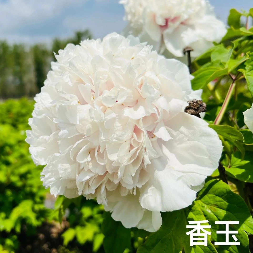 白色系牡丹香玉【相遇】浓香型易开花花朵大好养 先发肥秋季发树苗