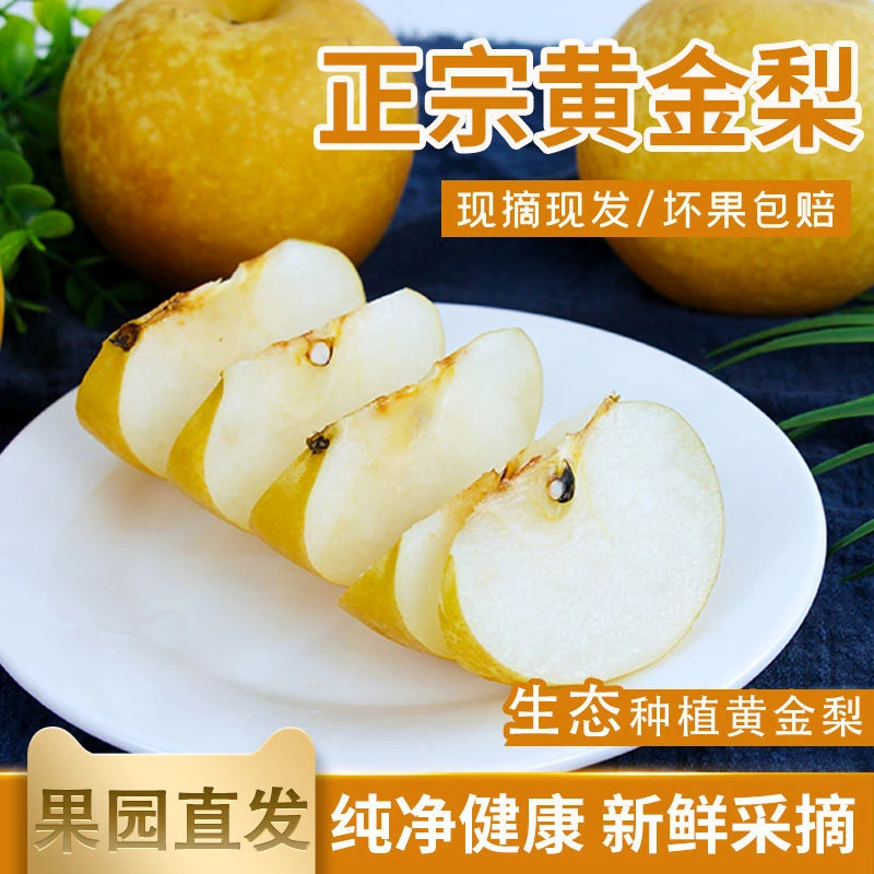 南阳正宗博望黄金梨当季新鲜溥皮水果脆甜多汁辽宁鞍山特级南果梨